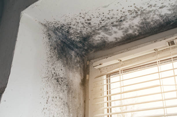 Affordable Black Mold Remediation solutions in Cedar Grove, NC